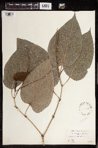 Image Associated With the Occurrence