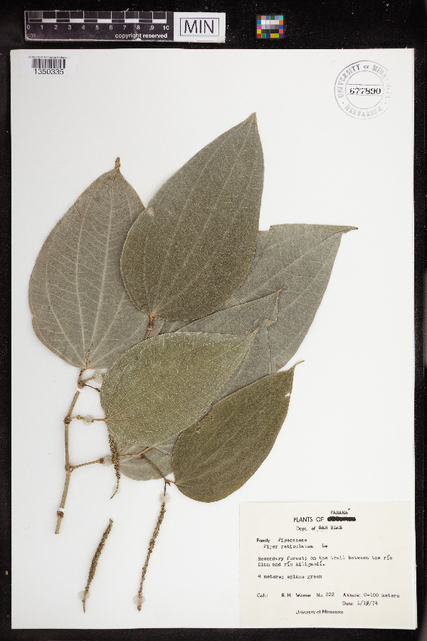 Piper reticulatum image