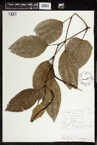 Image Associated With the Occurrence