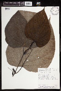 Image Associated With the Occurrence