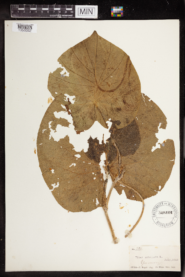 Piper umbellatum image