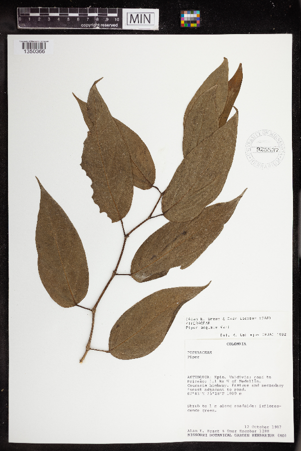 Piper aequale image