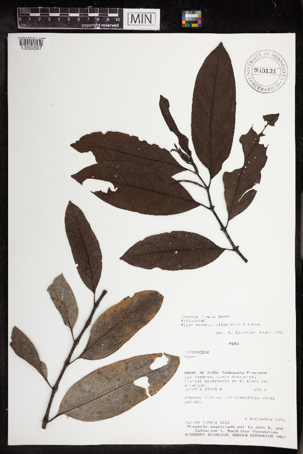 Piper heterophyllum image