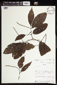 Image Associated With the Occurrence