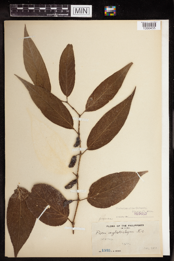 Piper corylistachyon image