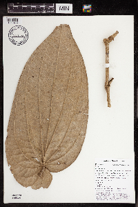 Thumbnail image of current specimen