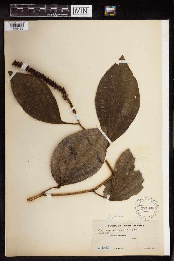Piper korthalsii image