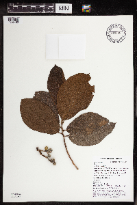 Thumbnail image of current specimen