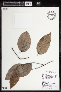 Thumbnail image of current specimen