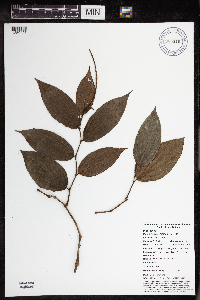 Thumbnail image of current specimen