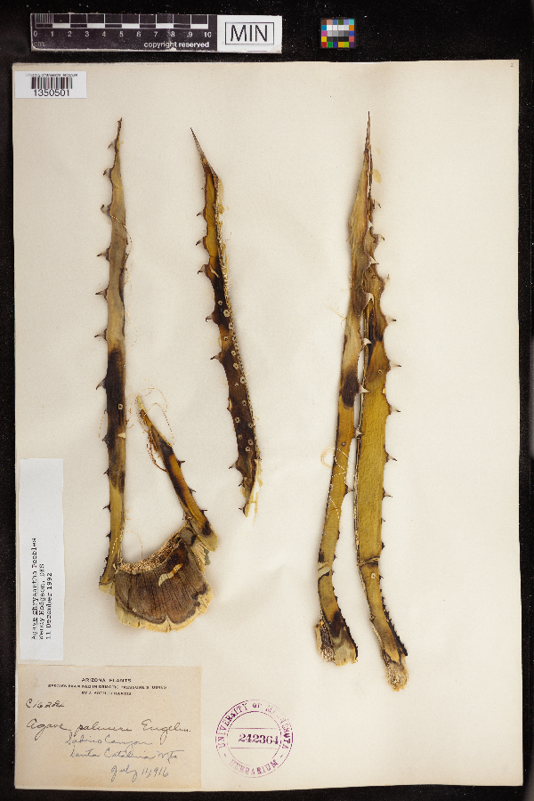 Agave chrysantha image