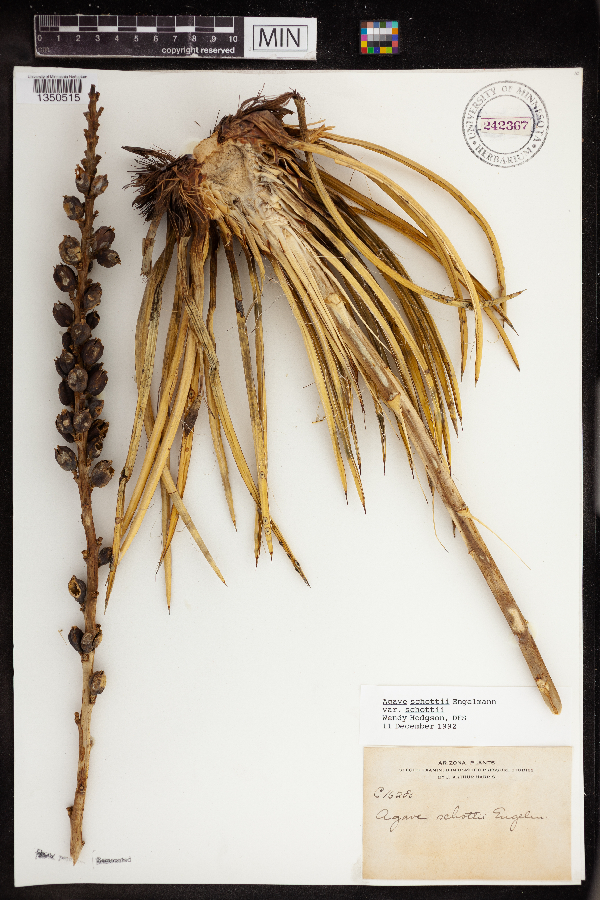 Agave schottii image