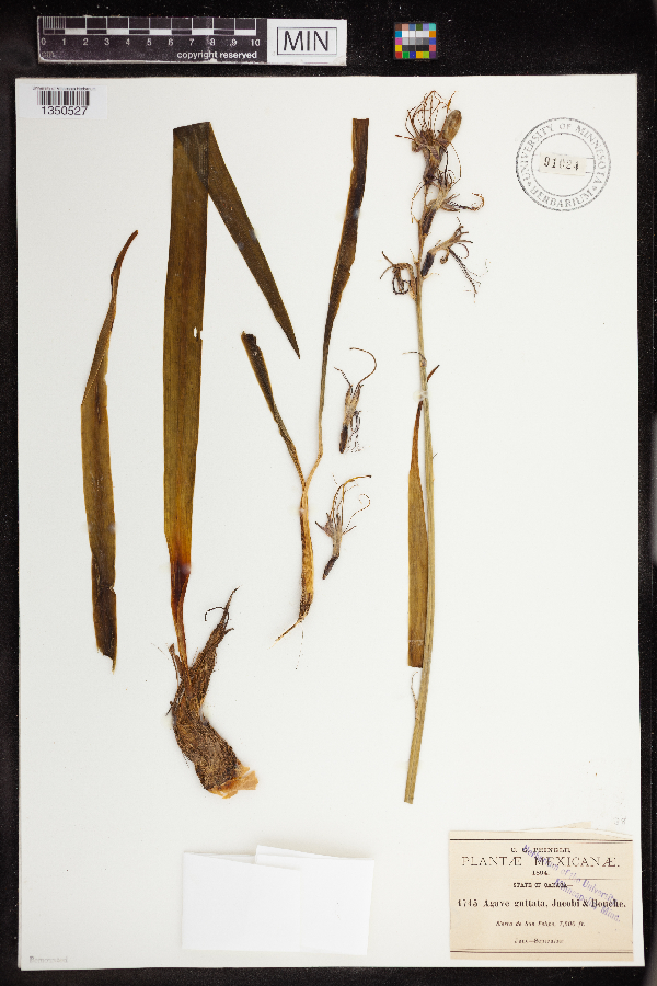 Manfreda guttata image