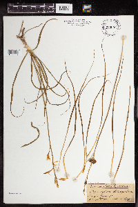 Image of Anthericum liliago