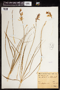 Anthericum liliago image