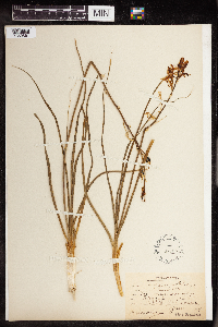 Anthericum liliago image