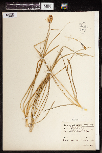 Anthericum liliago image