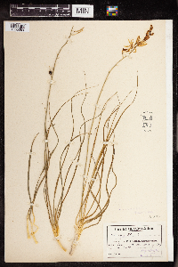 Anthericum liliago image