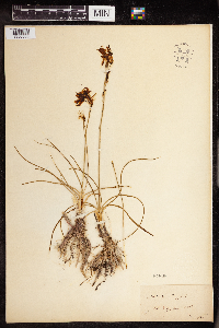 Anthericum liliago image