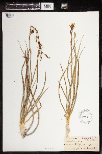 Anthericum liliago image