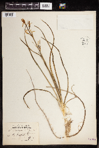 Anthericum liliago image