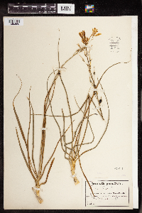Anthericum liliago image