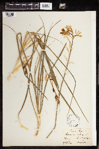 Anthericum liliago image