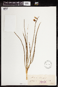 Anthericum liliago image