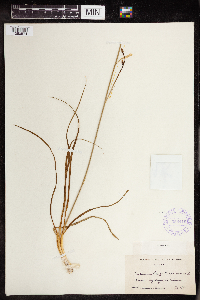 Anthericum liliago image
