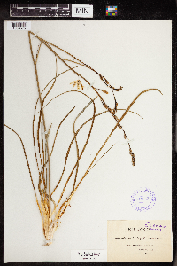 Anthericum liliago image