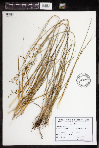 Image of Anthericum ramosum