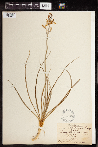 Anthericum liliago image