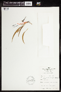 Image of Anthericum subpetiolatum
