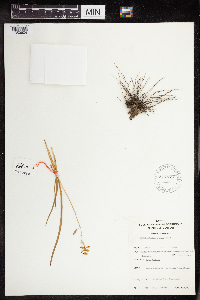 Image of Anthericum uyuiense