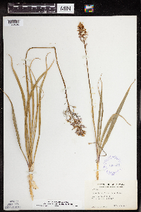 Media resource of Camassia angusta