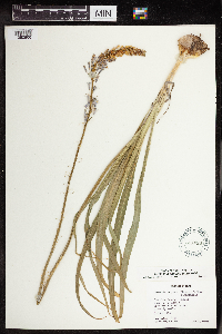 Camassia angusta image