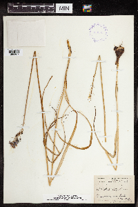 Camassia angusta image