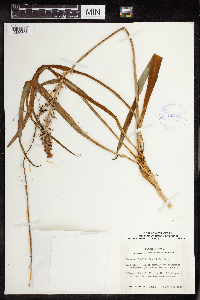 Camassia angusta image