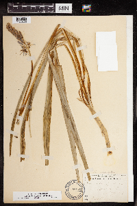 Camassia angusta image