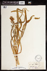 Camassia angusta image