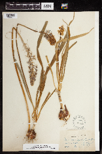 Camassia angusta image