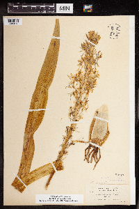 Media resource of Camassia cusickii