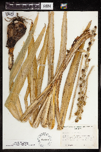 Camassia cusickii image