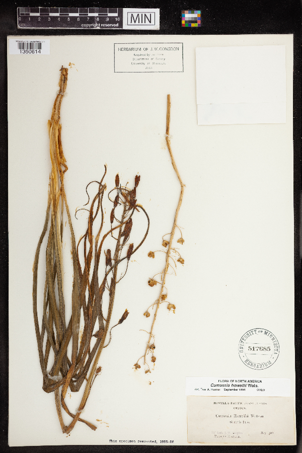 Camassia howellii image