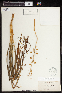 Media resource of Camassia howellii