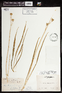 Media resource of Camassia leichtlinii