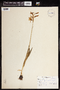 Camassia quamash image