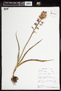 Camassia quamash image