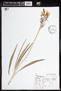 Camassia quamash image