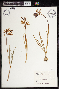 Camassia quamash image